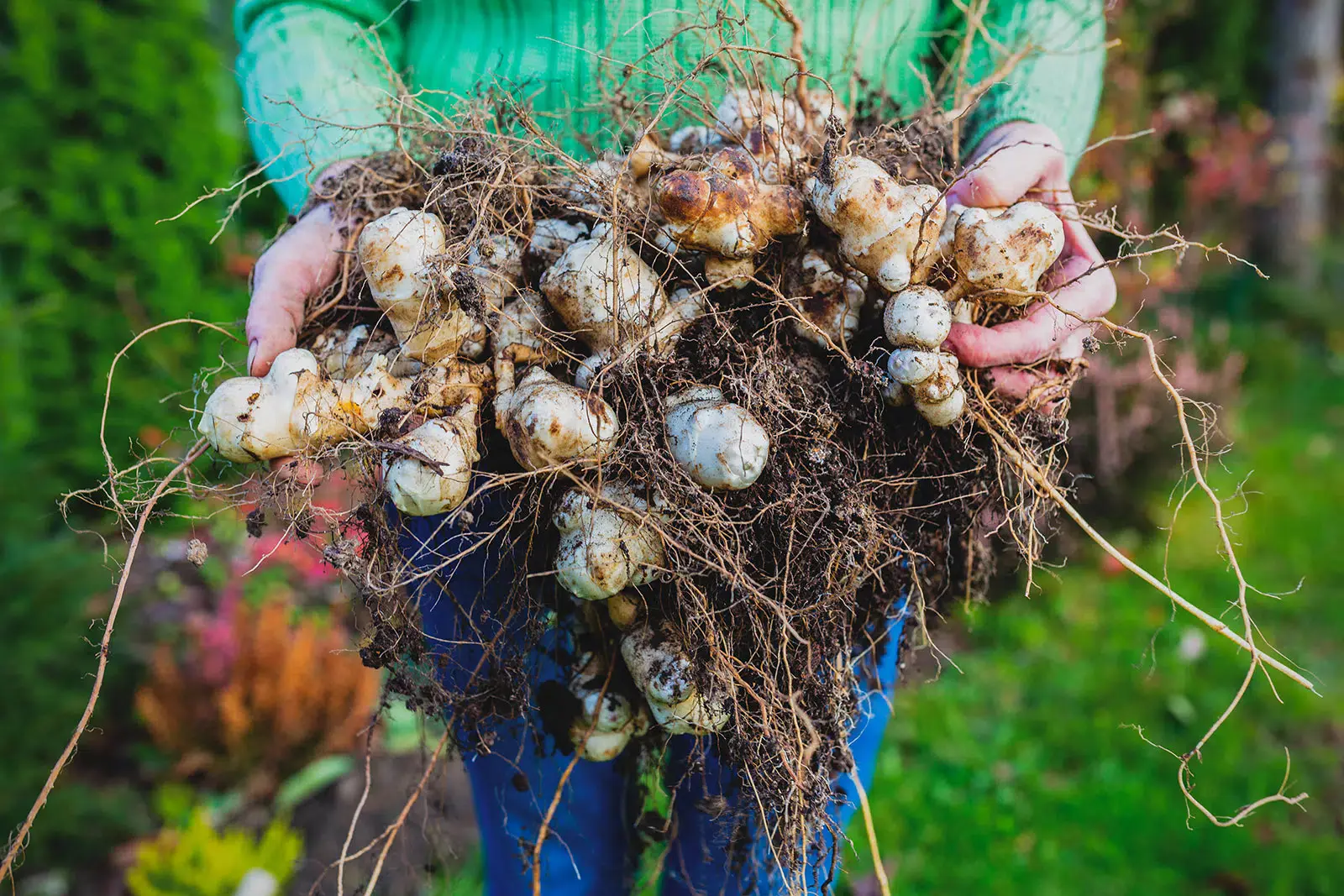 Jerusalem artichoke: outdoor cultivation