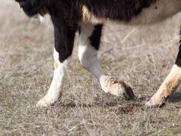 Joint diseases in cows and their treatment