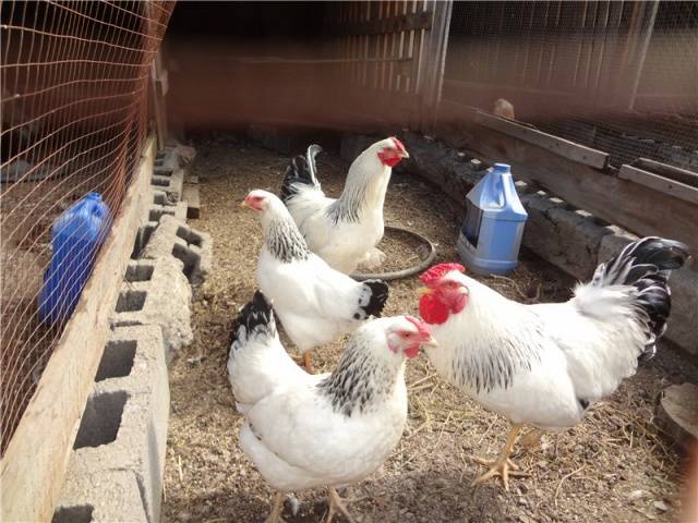 Joint keeping of chickens and turkeys