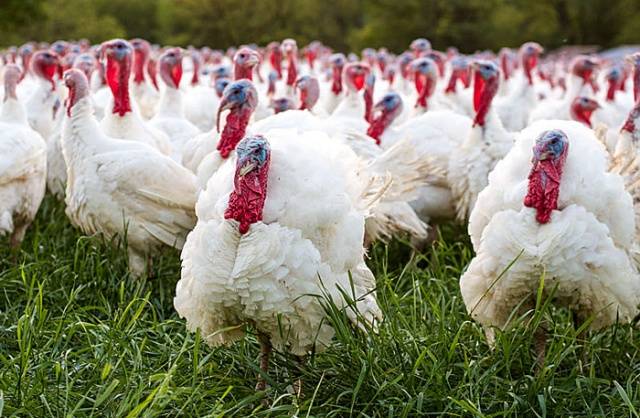 Joint keeping of chickens and turkeys