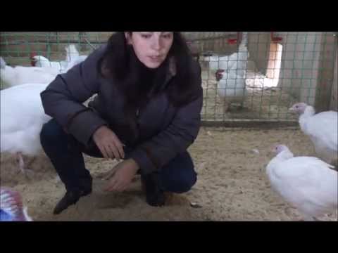 Joint keeping of chickens and turkeys