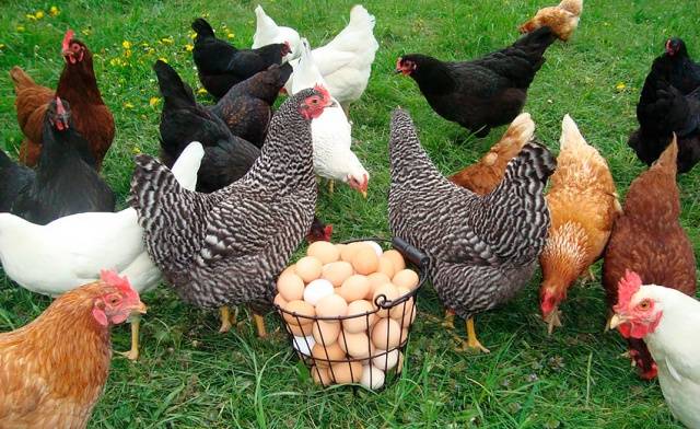 Joint keeping of chickens and turkeys