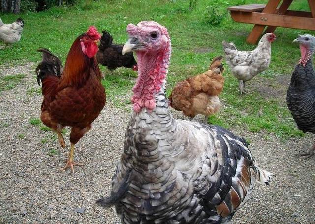 Joint keeping of chickens and turkeys