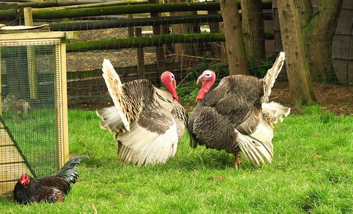 Joint keeping of chickens and turkeys