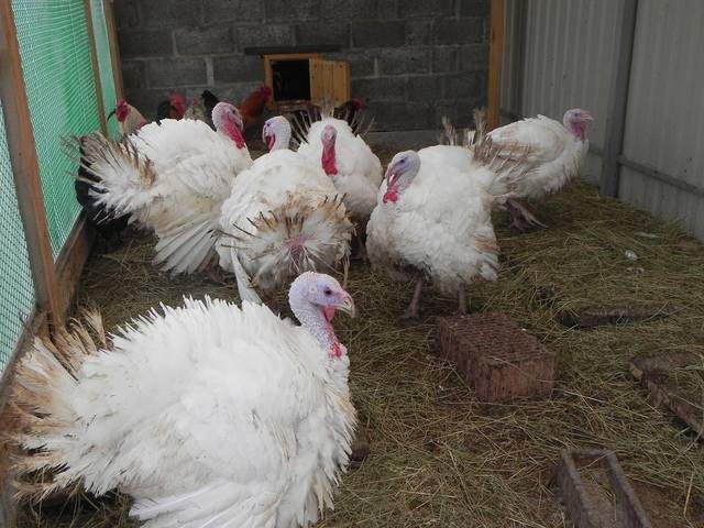 Joint keeping of chickens and turkeys