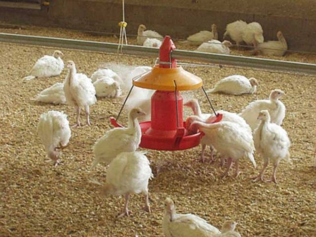 Joint keeping of chickens and turkeys