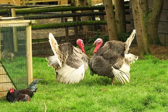 Joint keeping of chickens and turkeys