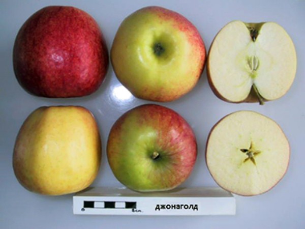 Jonagold apple tree: variety description, cultivation