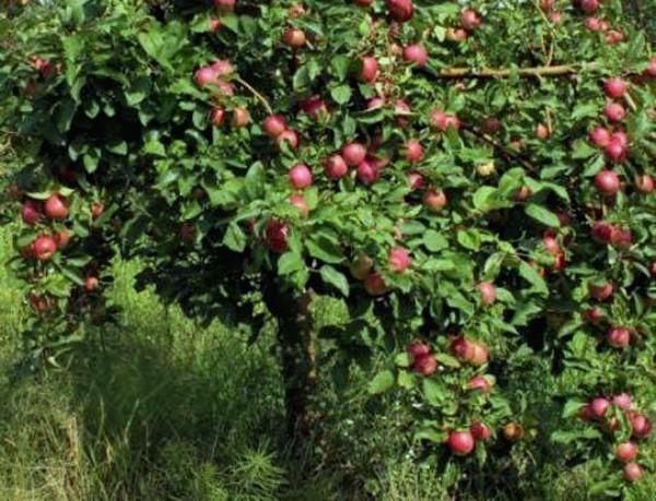 Jonagold apple tree: variety description, cultivation