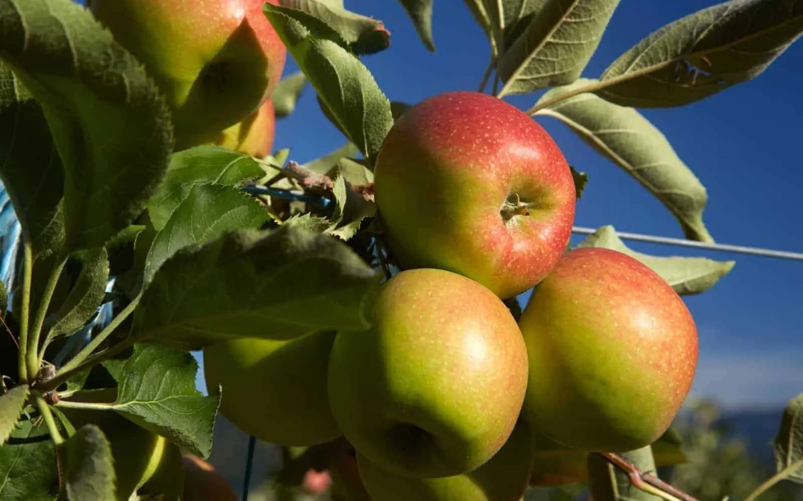 Jonagold Apple Tree Variety Description Cultivation Healthy Food jonagold-apple-tree-variety-description-cultivation-healthy-food