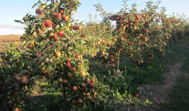 Jonagold apples: photo and description of the variety, where they come from, reviews, taste