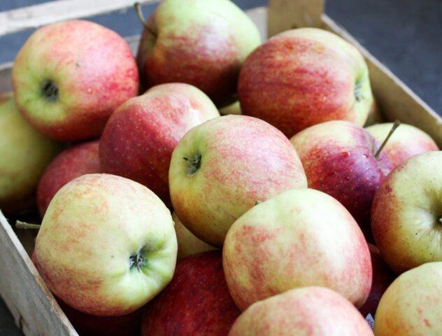 Jonagold apples: photo and description of the variety, where they come from, reviews, taste