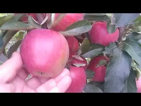 Jonagold apples: photo and description of the variety, where they come from, reviews, taste