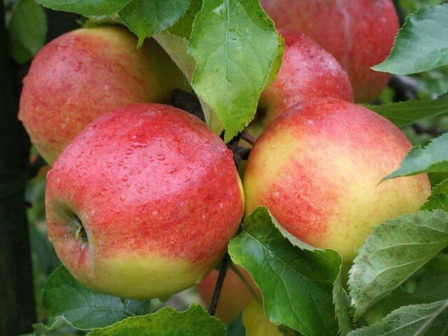 Jonagold apples: photo and description of the variety, where they come from, reviews, taste