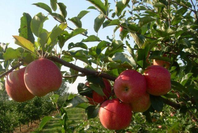 Jonagold apples: photo and description of the variety, where they come from, reviews, taste