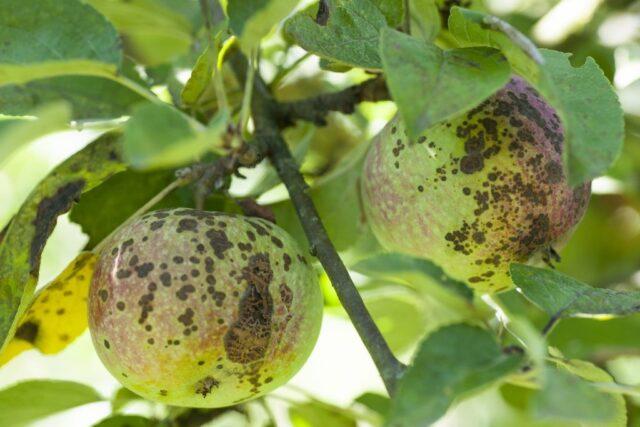 Jonagold apples: photo and description of the variety, where they come from, reviews, taste