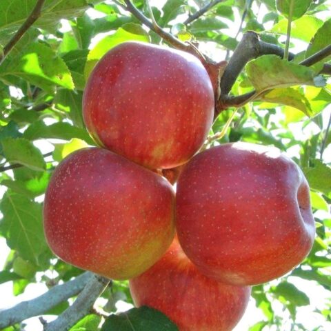 Jonagold apples: photo and description of the variety, where they come from, reviews, taste