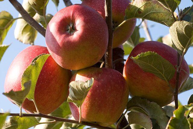 Jonagold apples: photo and description of the variety, where they come from, reviews, taste