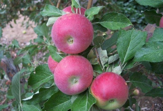 Jonathan apples: photo and description of the variety, how to store