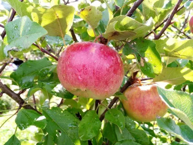 Jonathan apples: photo and description of the variety, how to store