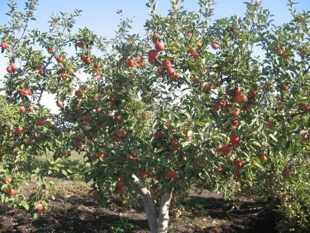 Jonathan apples: photo and description of the variety, how to store