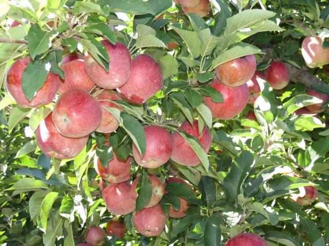 Jonathan apples: photo and description of the variety, how to store