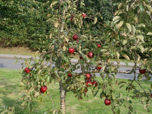 Jonathan apples: photo and description of the variety, how to store