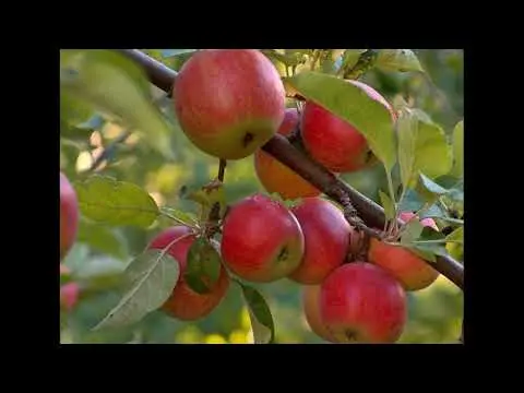 Jonathan apples: photo and description of the variety, how to store