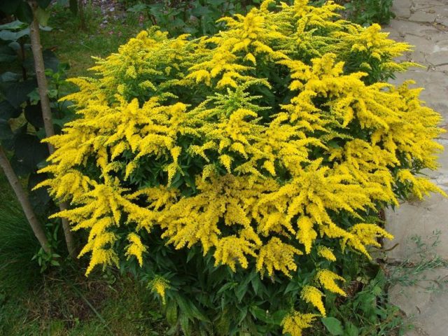 Josephine goldenrod: growing from seeds, photo