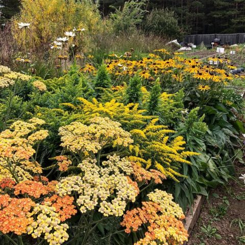 Josephine goldenrod: growing from seeds, photo