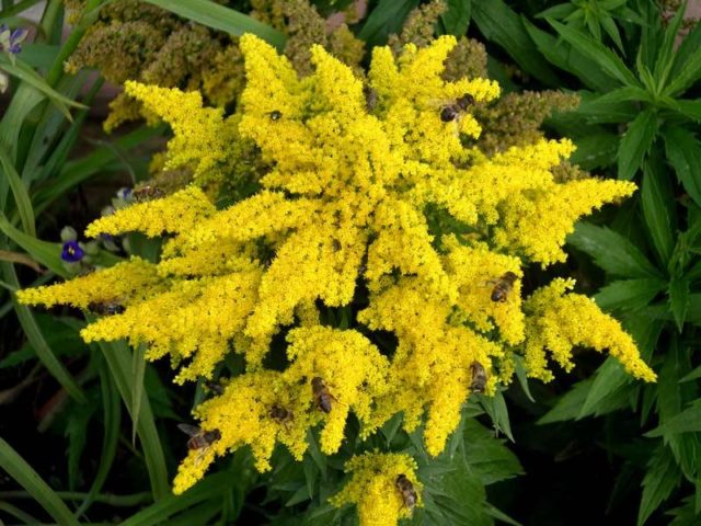 Josephine goldenrod: growing from seeds, photo