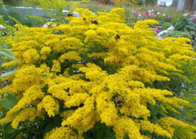 Josephine goldenrod: growing from seeds, photo