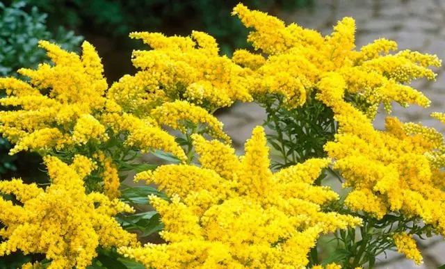 Josephine goldenrod: growing from seeds, photo