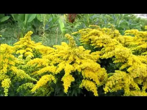 Josephine goldenrod: growing from seeds, photo