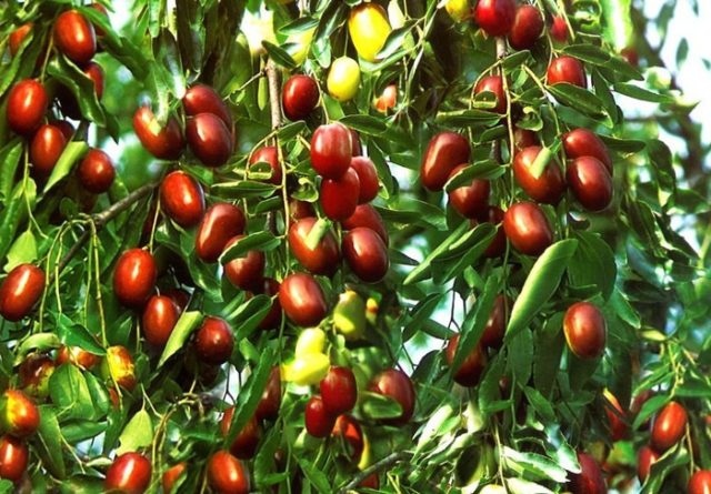 Jujube (unabi) Candy