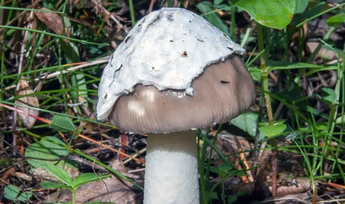 july mushrooms