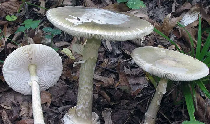 july mushrooms