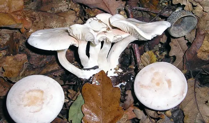 july mushrooms