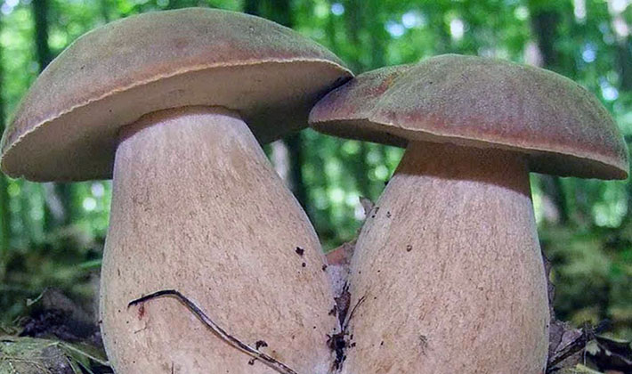 july mushrooms
