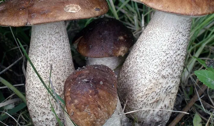 july mushrooms