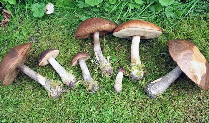 july mushrooms