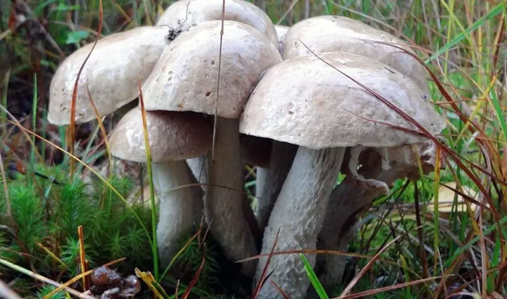 july mushrooms