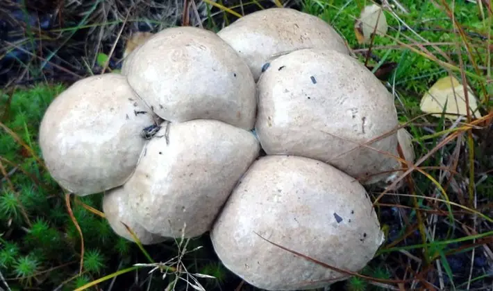 july mushrooms