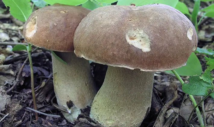 july mushrooms