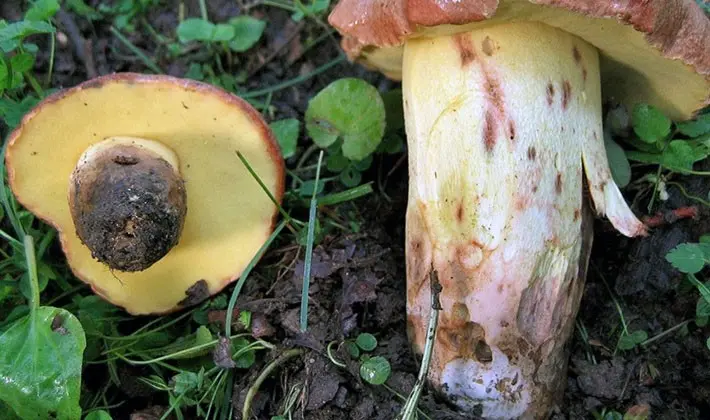 july mushrooms