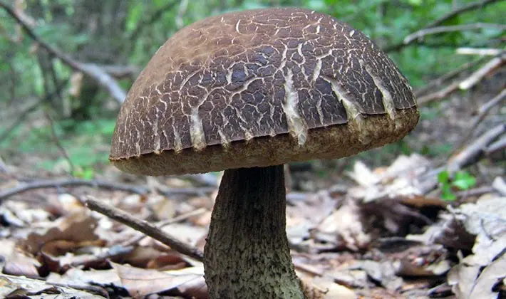 july mushrooms