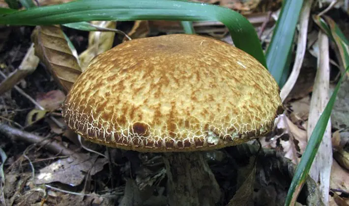 july mushrooms