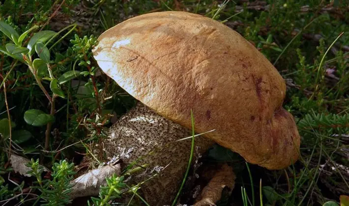 july mushrooms