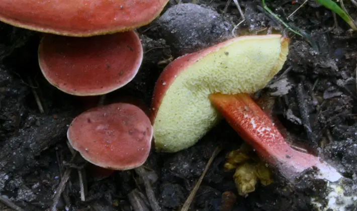 july mushrooms