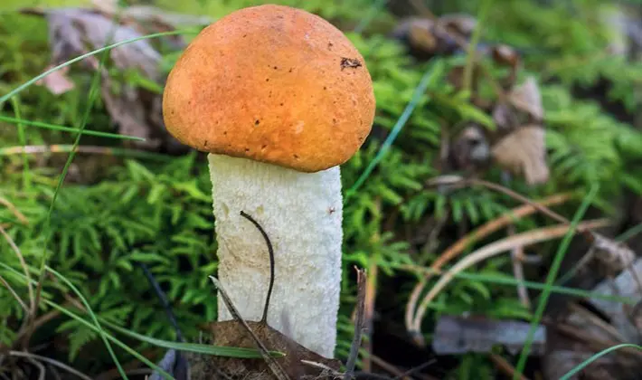 july mushrooms